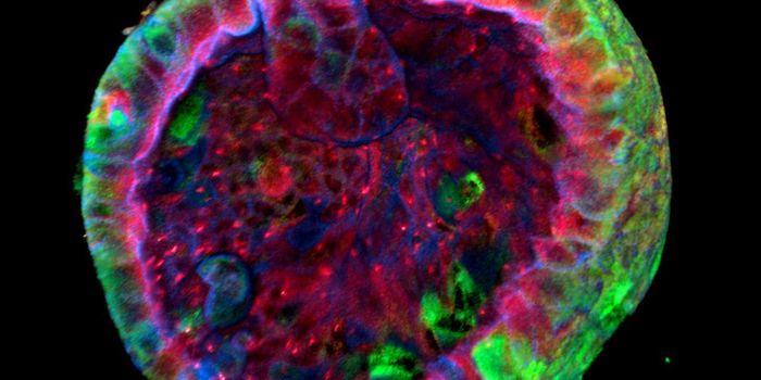 Researchers Use Urine Cells to Create Kidney Organoids