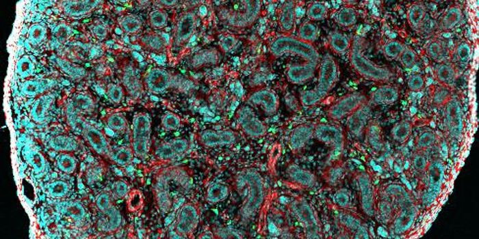Testicular Macrophages Save the Day