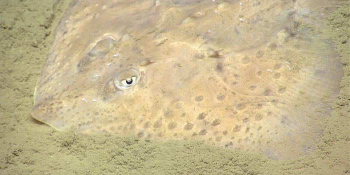 Studying Skates for the Future of Cartilage Therapy