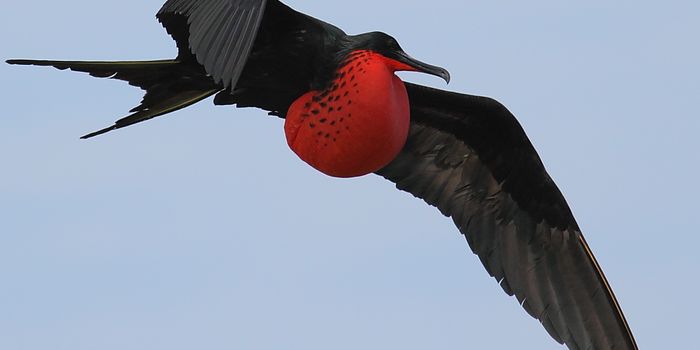 Study Confirms Some Birds Sleep While Flying