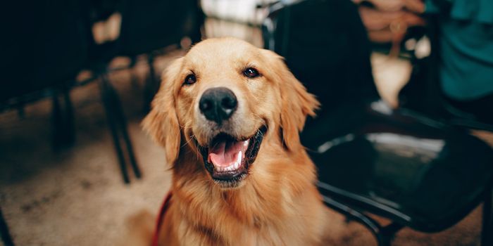 The Blueprint for a Potential Dog Allergy Vaccine