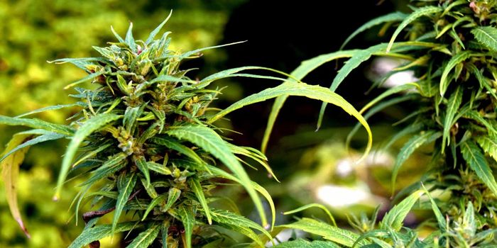 Study Shows Cannabis May Block COVID-19 Infection