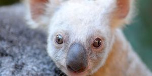 This Rare White Baby Koala Bear Is The Cutest Addition In