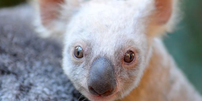 Australian Zoo Sees the Birth of a Rare White Koala