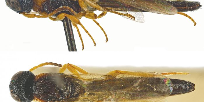 21 'New to Science' Parasitoid Wasps Described in Study