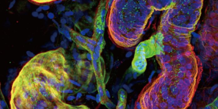 Sweat Gland Structure Revealed in Unprecedented Detail