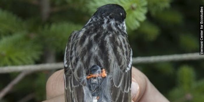 Check Out All the Different Kinds of Animal Tracking Devices Scientists Use