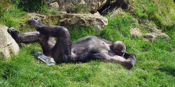 Genetic Influences That Help Make the Human Brain Unique