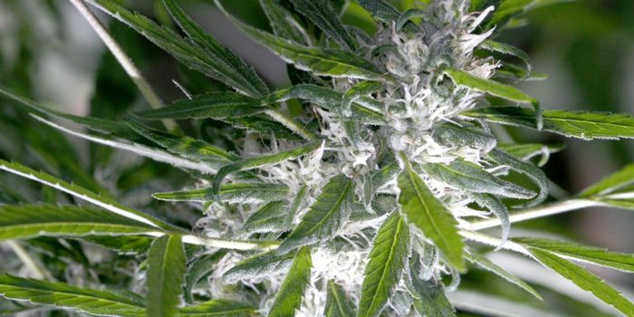 Can Cannabis Treat Traumatic Brain Injury?