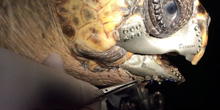 Injured Sea Turtle Gets Help From the 3D Printing Industry