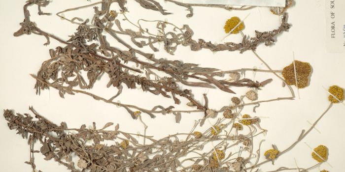 This Plant is Not Cannabis, But it Generates Cannabinoids