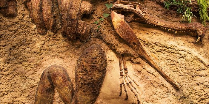 How did land animals get from South America to the Antilles?