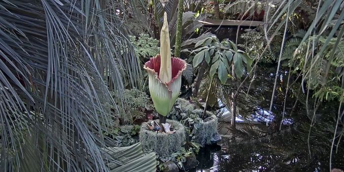 A Corpse Flower Bloomed in the New York Botanical Garden