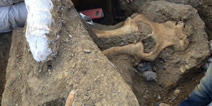 There's Something Odd About This Mammoth Skull