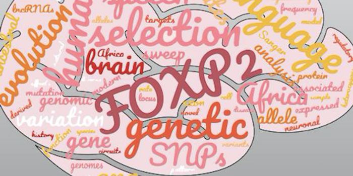 A Different Perspective on the Origins of Human Language