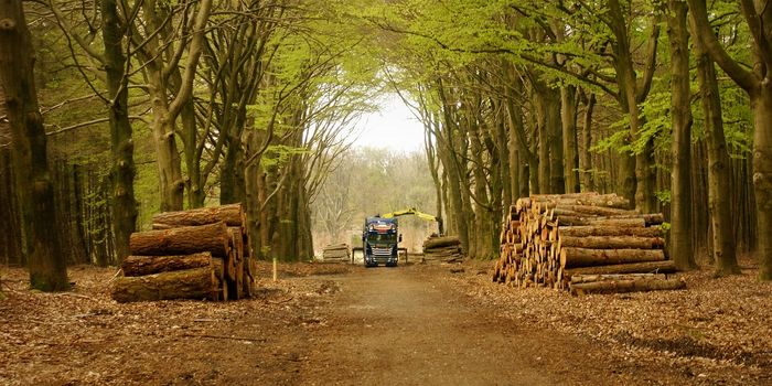 Fast Furniture is Consuming Europe's Last Old Growth Forests