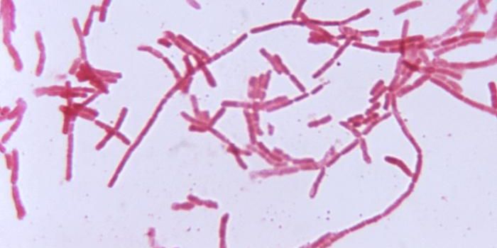 How the Gut Microbiome Can Boost the Immune System