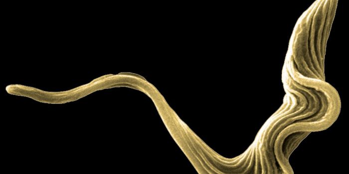 Parasites Use Memory to Retain Cell Differentiation during Development