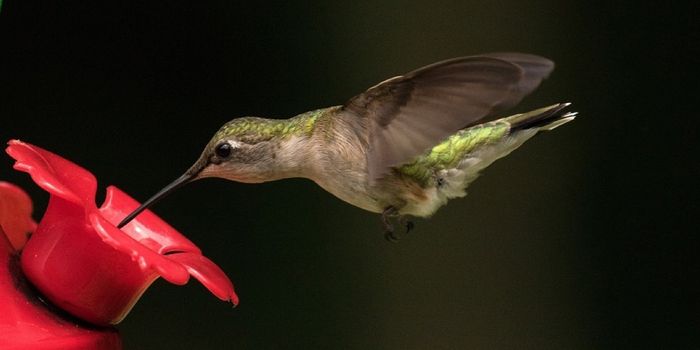 Rain Can Be a Hummingbird's Worst Nightmare
