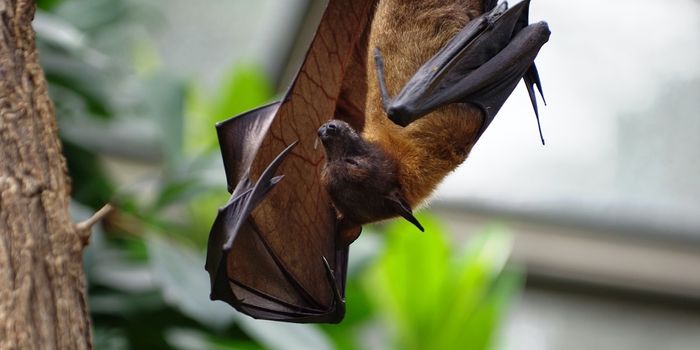 Researchers Observe Vocal Learning in Bats