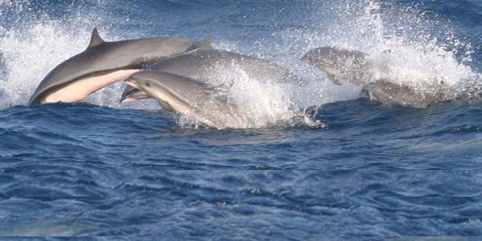 US Air Force Wants to Drop Bombs on Hawaiian Cetaceans