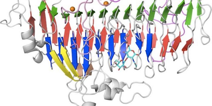 A Health-promoting gut Microbe Adapted to Human Breast Milk