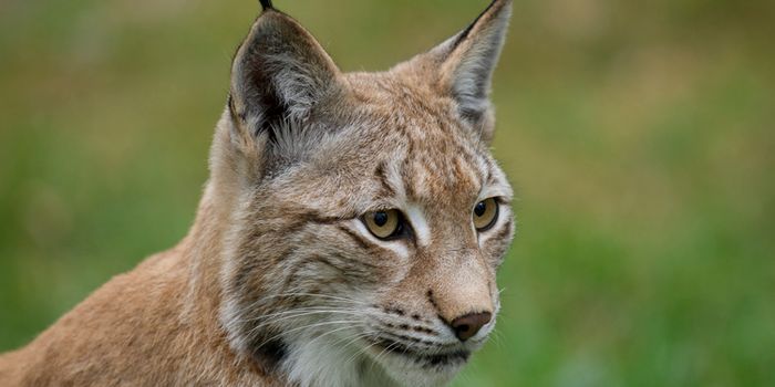 Illegal Hunting Threatens Reintroduced Lynx Populations