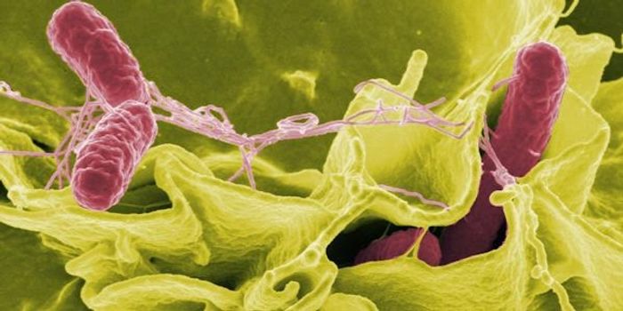 Genetic Tweaks Transform Salmonella into Tumor Destroyers