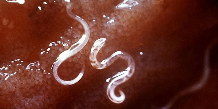 Scientists Harness Hookworm Protein to Treat Asthma