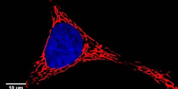 Understanding why Diet Restriction Aids Longevity