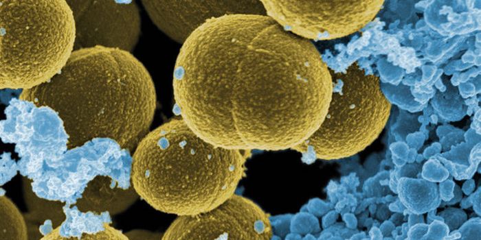 New Technology Easily Identifies Bacterial Pathogens
