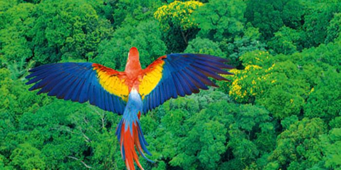 Deforestation in the Amazon: There may be no going back