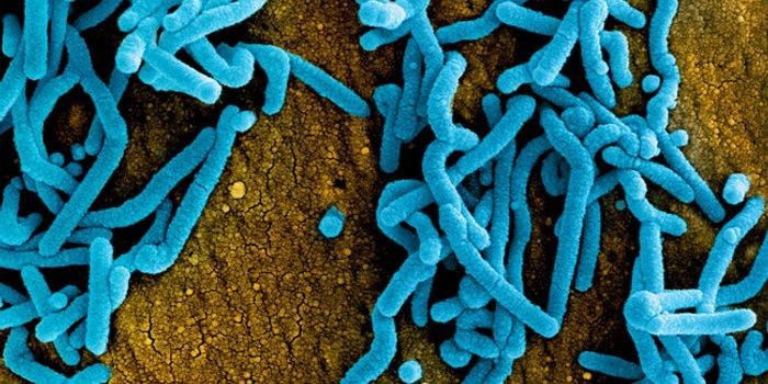 Potential New Vaccine for Deadly Re-Emerging Virus