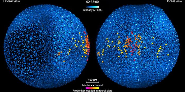 Watching Neurons Form the First Circuits in a Developing Embryo