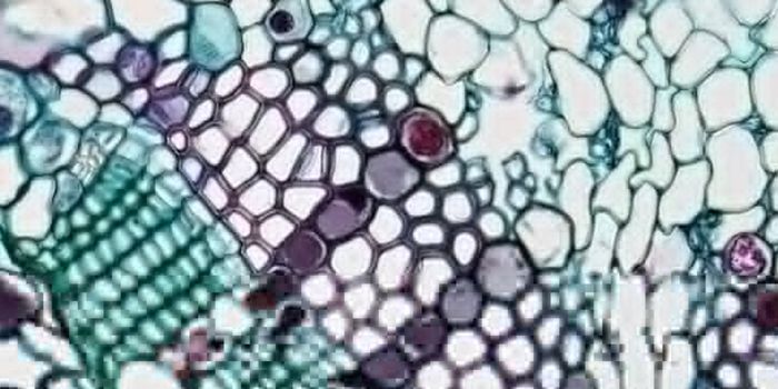 A Roundup of Recent Gut Microbiome-Related Research