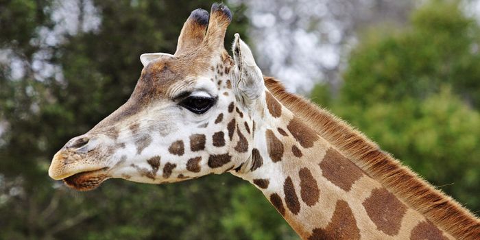 Rare Case of Vitiligo Documented in a Giraffe