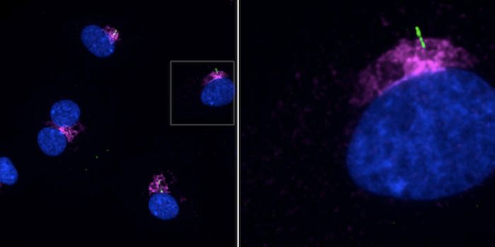 Cilia are Discovered to be Crucial to the Lymphatic System