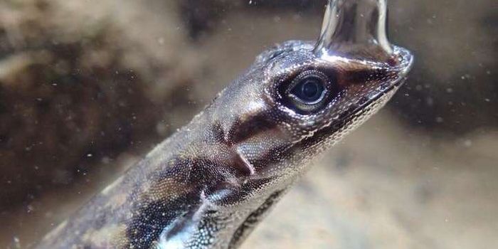 This Lizard Can Stay Underwater for 16 Minutes or More by 'Scuba Diving'