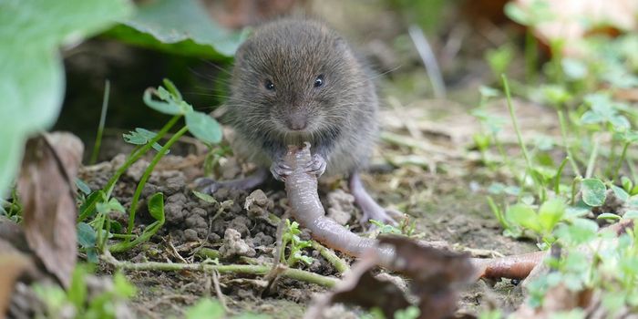 The (Unimportant?) Role of Love Hormones in Prairie Voles