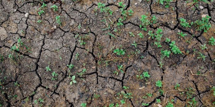 Rare Soil Microbe Shows Promise as New Antibiotic