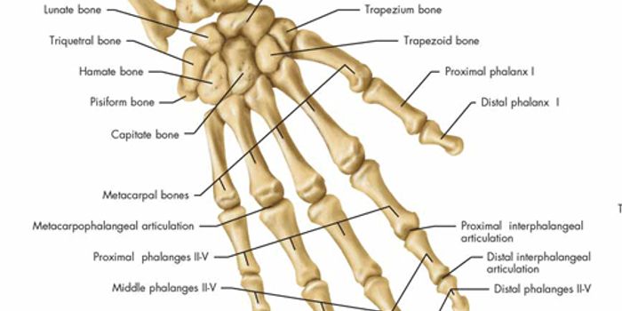 Innovative MRI and Computer Modelling Advance Study On Wrist Bones
