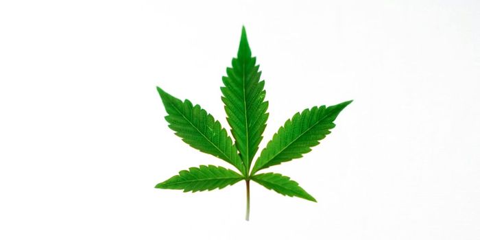 Cannabis Disorders in Pregnancy Rose 24% After Legalization