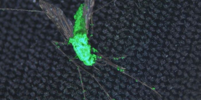 Fungus, toxins team up to kill mosquitoes