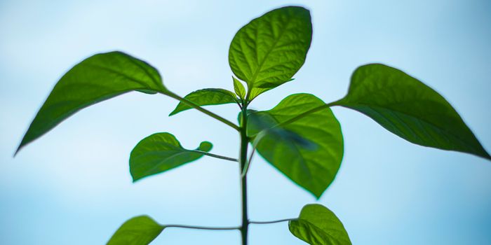 Simultaneous Translation & Degradation of RNA Occurs in Plants