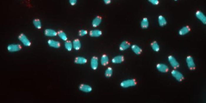 Telomerase Enzyme Found to Have a Protective Role