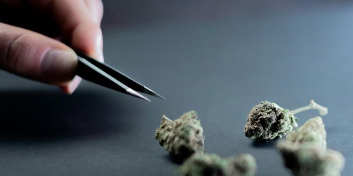 Study Shows Cannabinoid Products Improve Gastrointestinal Symptoms