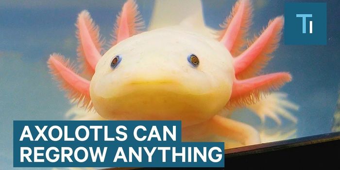 Axolotls Can Regenerate More Than Just Their Tails...