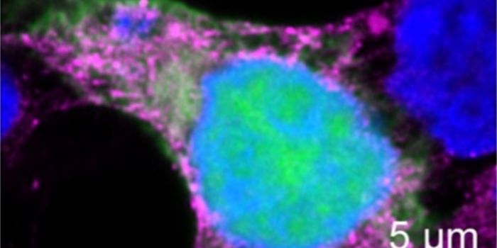 Host Cell Proteins That Aid Lassa Virus & A Way to Stop One of Them