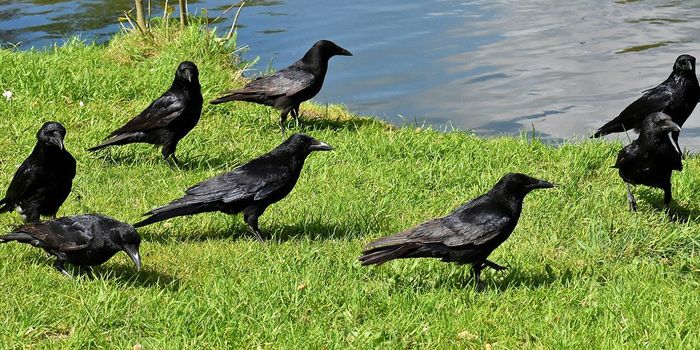 City Bird Droppings Carry Antibiotic Resistant Genes
