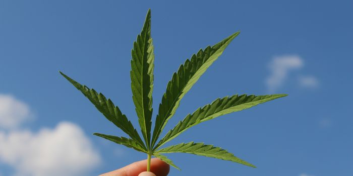Americans Favor Full Marijuana Legalization Over Reform